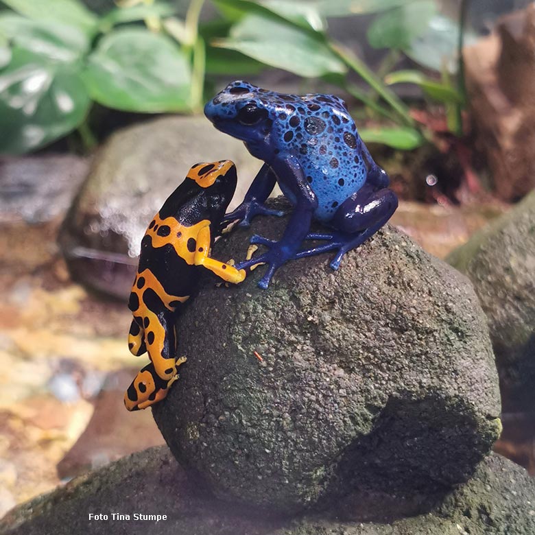 Gelbgebänderter Baumsteiger und Blauer Pfeilgiftfrosch am 18. August 2024 in einem Schaugehege im Terrarium im Grünen Zoo Wuppertal (Foto Tina Stumpe)