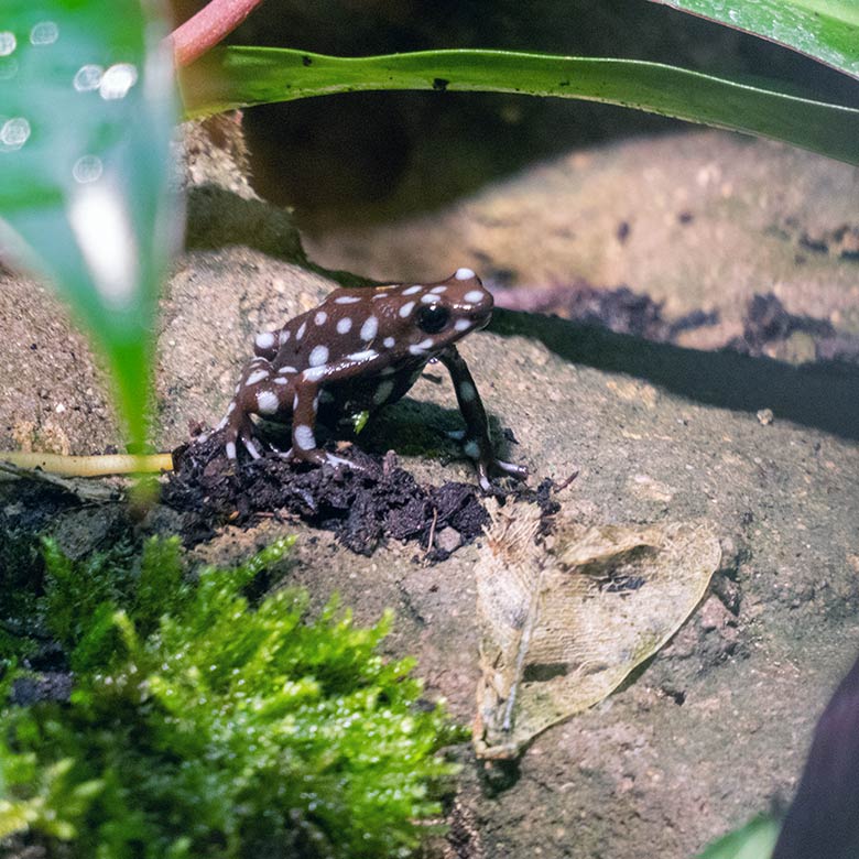 Maranon-Baumsteigerfrosch am 5. Dezember 2024 in einem Schaugehege im Terrarium im Wuppertaler Zoo