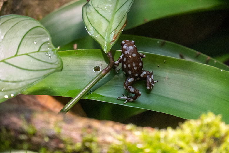 Maranon-Baumsteigerfrosch am 5. Dezember 2024 in einem Schaugehege im Terrarium im Grünen Zoo Wuppertal
