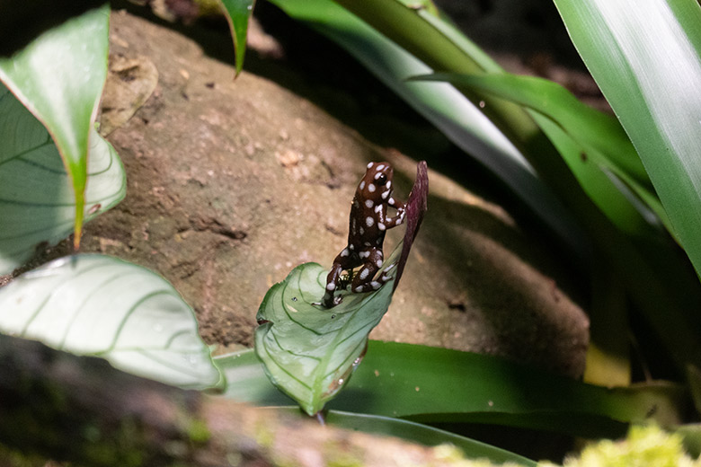 Maranon-Baumsteigerfrosch am 5. Dezember 2024 in einem Schaugehege im Terrarium im Wuppertaler Zoo