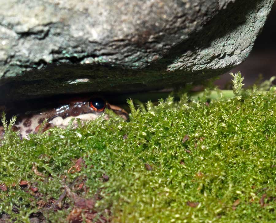 Siamesischer Braunfrosch im Zoo Wuppertal am 23. September 2015