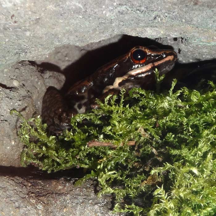 Siamesischer Braunfrosch im Wuppertaler Zoo im September 2015