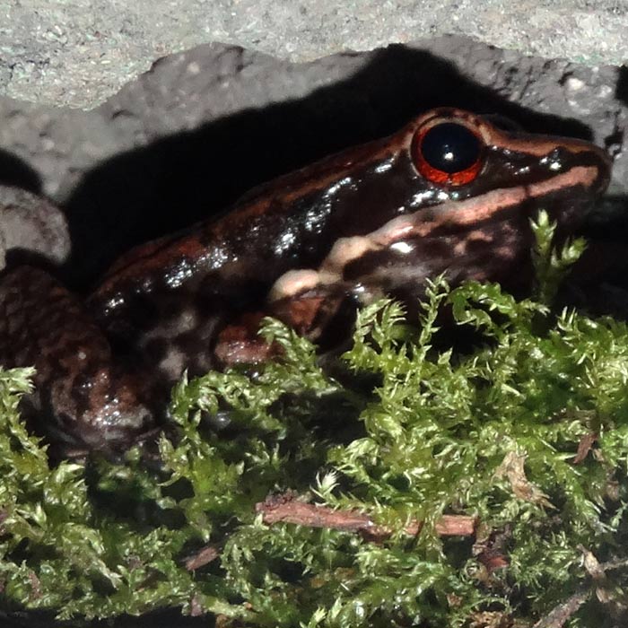 Siamesischer Braunfrosch im Wuppertaler Zoo im September 2015