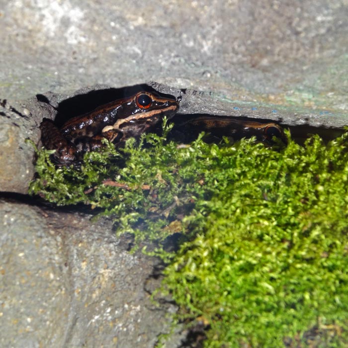 Siamesischer Braunfrosch im Wuppertaler Zoo im September 2015