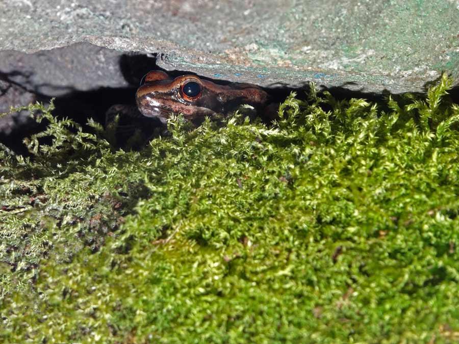 Siamesischer Braunfrosch im Zoologischen Garten Wuppertal im Oktober 2015