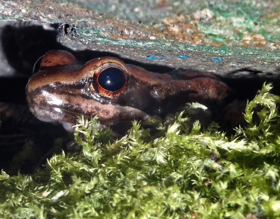 Siamesischer Braunfrosch im Grünen Zoo Wuppertal im Oktober 2015