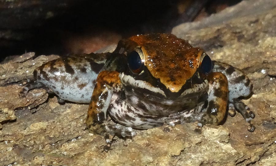 Siamesischer Braunfrosch im Zoo Wuppertal am 30. Oktober 2015