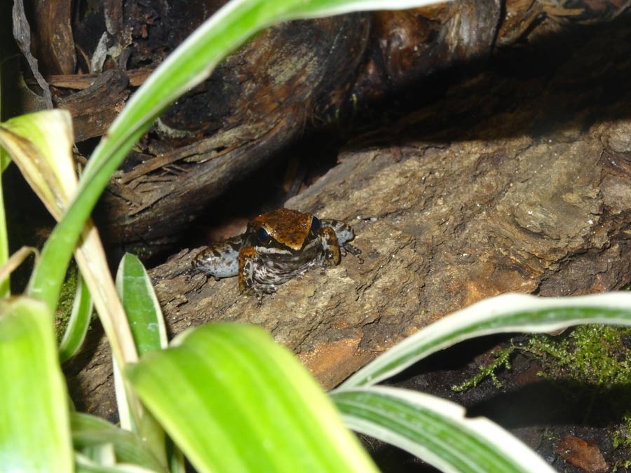 Siamesischer Braunfrosch im Wuppertaler Zoo am 30. Oktober 2015