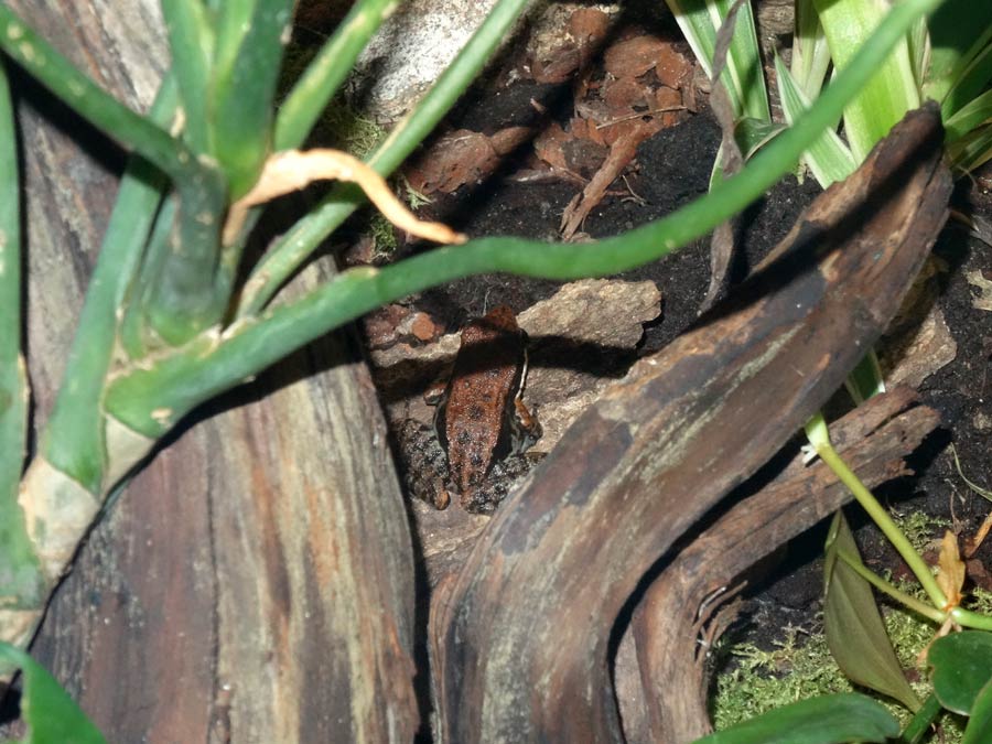 Siamesischer Braunfrosch im Zoologischen Garten Wuppertal am 30. Oktober 2015