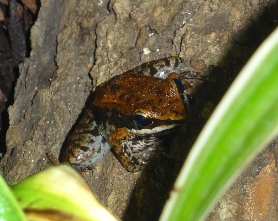 Siamesischer Braunfrosch im Grünen Zoo Wuppertal am 30. Oktober 2015