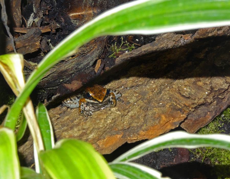 Siamesischer Braunfrosch im Wuppertaler Zoo am 30. Oktober 2015