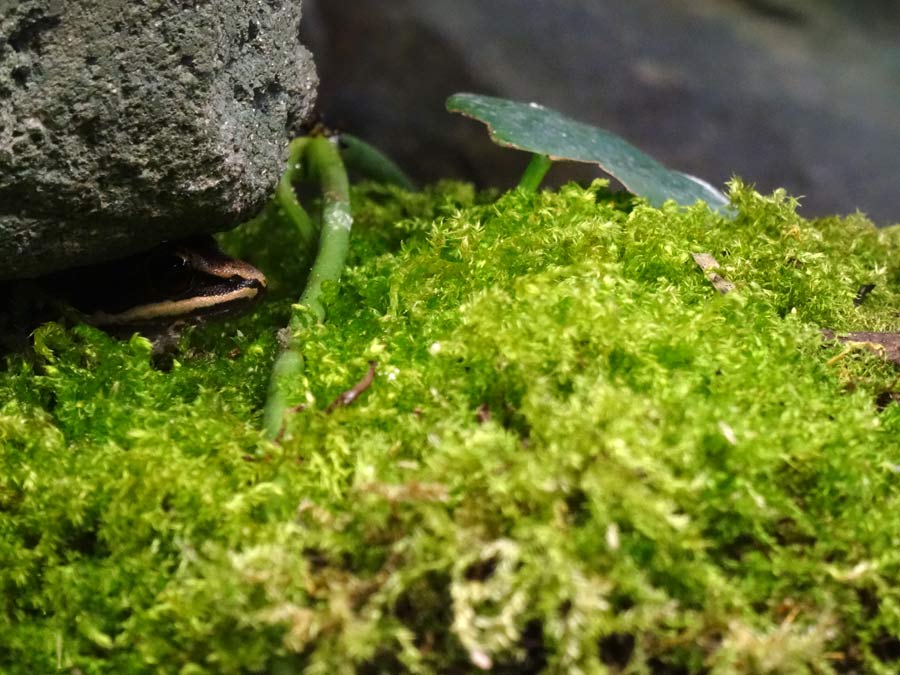 Siamesischer Braunfrosch im Zoo Wuppertal am 30. Oktober 2015