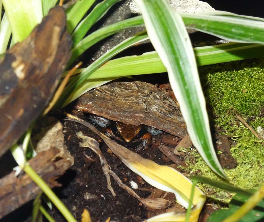 Siamesischer Braunfrosch im Zoo Wuppertal am 31. Oktober 2015