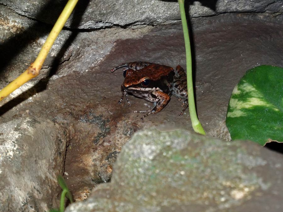 Siamesischer Braunfrosch im Zoologischen Garten Wuppertal am 31. Oktober 2015