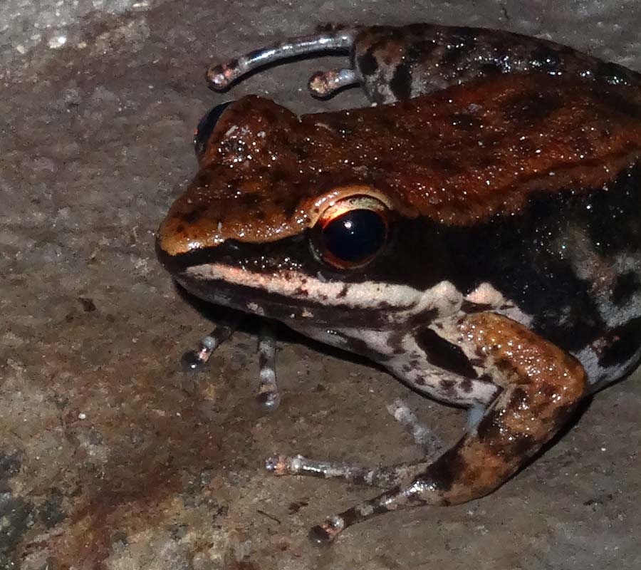 Siamesischer Braunfrosch im Grünen Zoo Wuppertal am 31. Oktober 2015