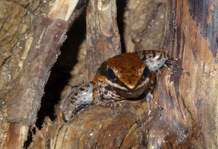 Siamesischer Braunfrosch im Zoologischen Garten Wuppertal im November 2015