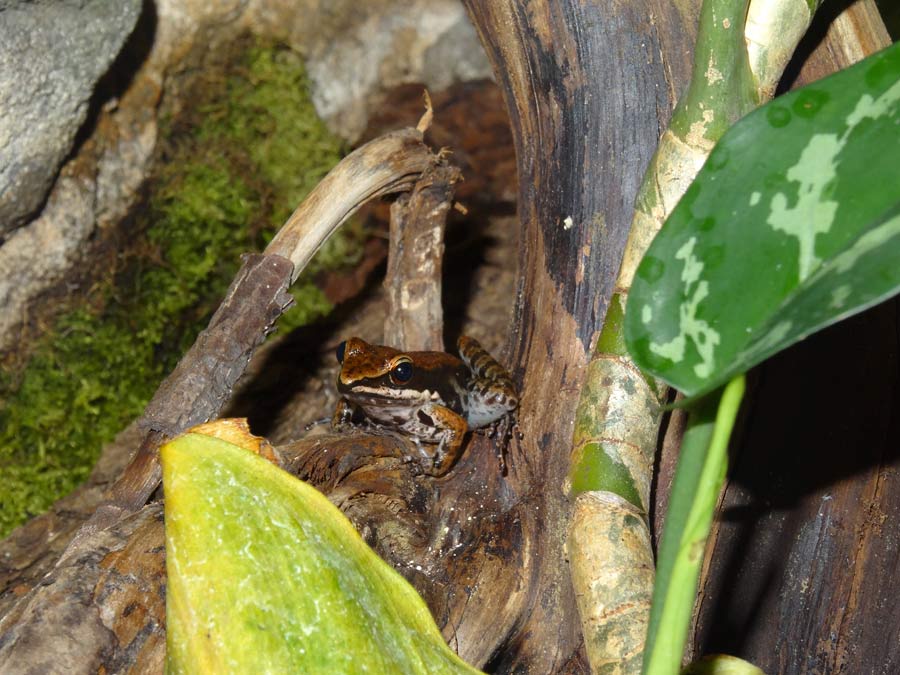 Siamesischer Braunfrosch im Zoo Wuppertal im November 2015