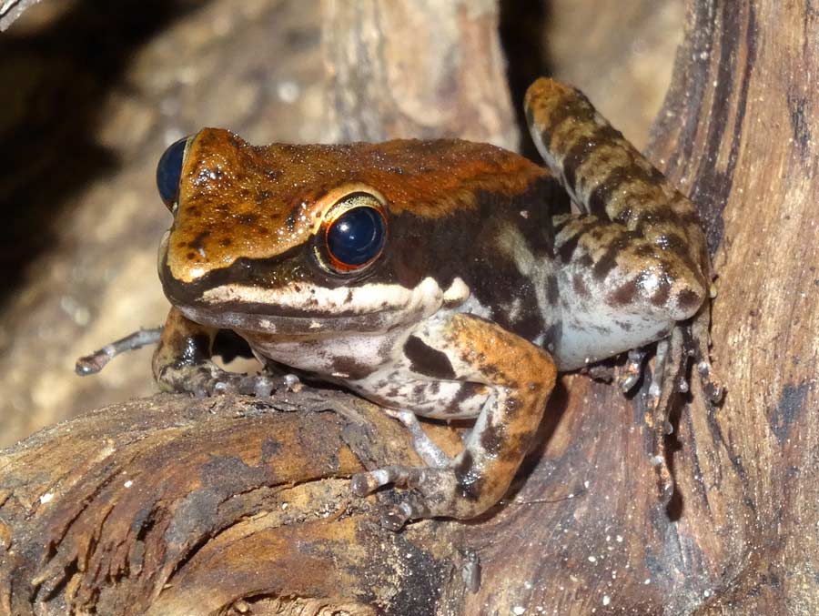 Siamesischer Braunfrosch im Grünen Zoo Wuppertal im November 2015