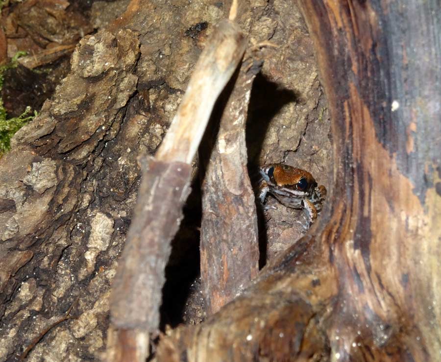 Siamesischer Braunfrosch im Zoo Wuppertal im November 2015