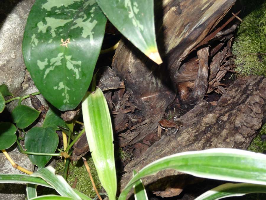 Siamesischer Braunfrosch im Zoologischen Garten Wuppertal im November 2015