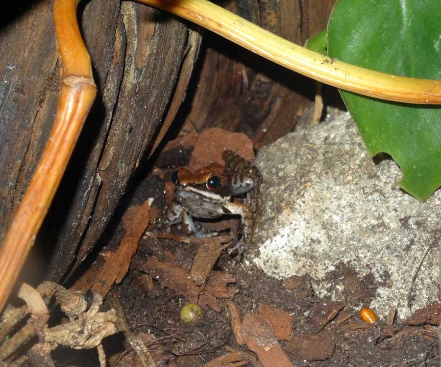 Siamesischer Braunfrosch im Zoo Wuppertal im November 2015