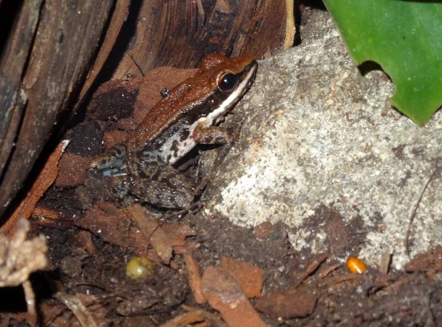 Siamesischer Braunfrosch im Zoologischen Garten Wuppertal im November 2015