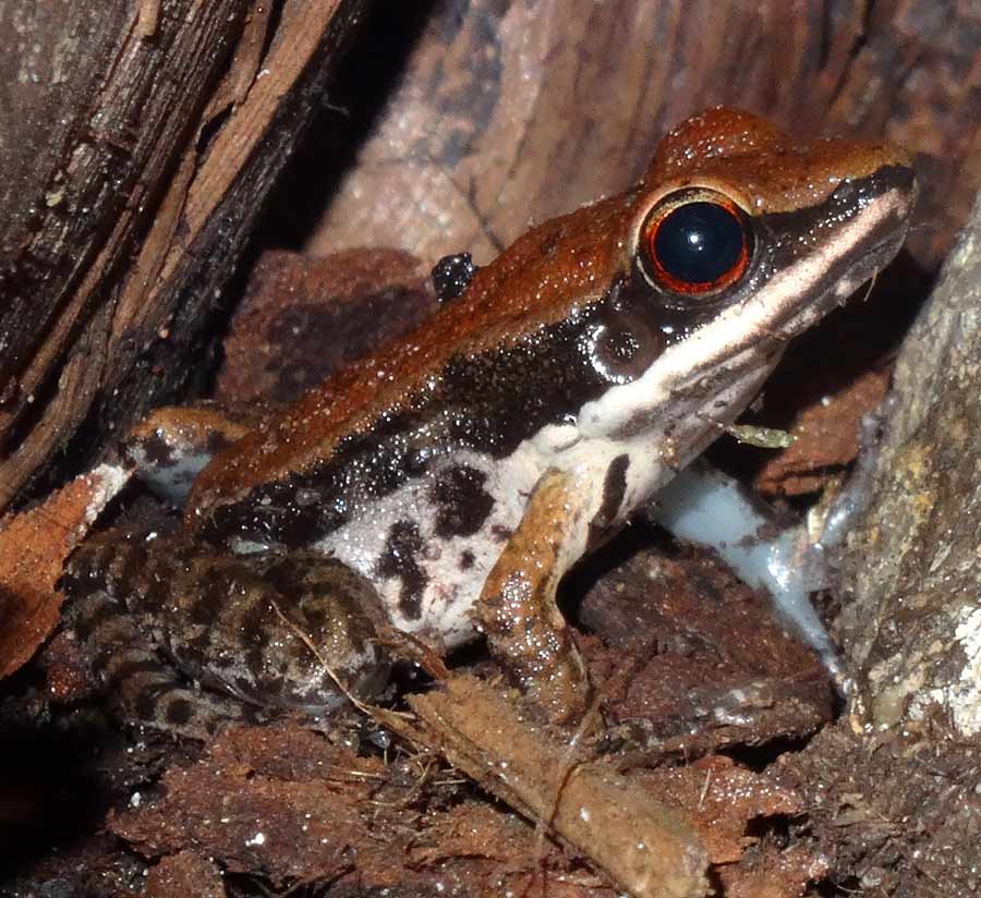 Siamesischer Braunfrosch im Wuppertaler Zoo im November 2015