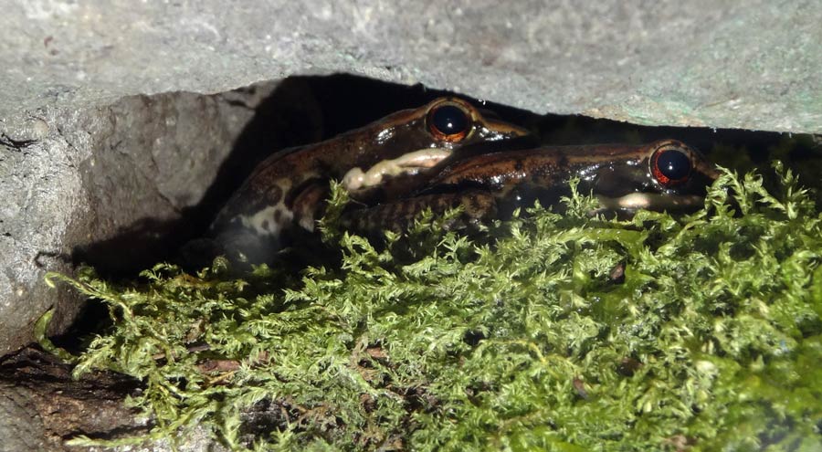 Siamesischer Braunfrosch im Zoo Wuppertal im November 2015