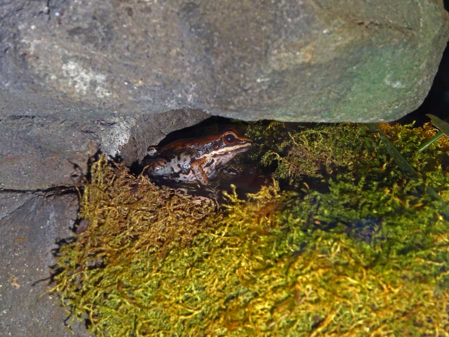 Siamesischer Braunfrosch im Grünen Zoo Wuppertal im Februar 2016