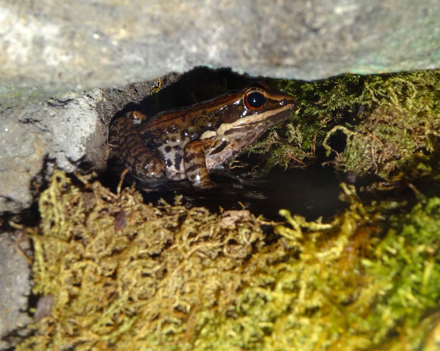 Siamesischer Braunfrosch im Zoo Wuppertal im Februar 2016