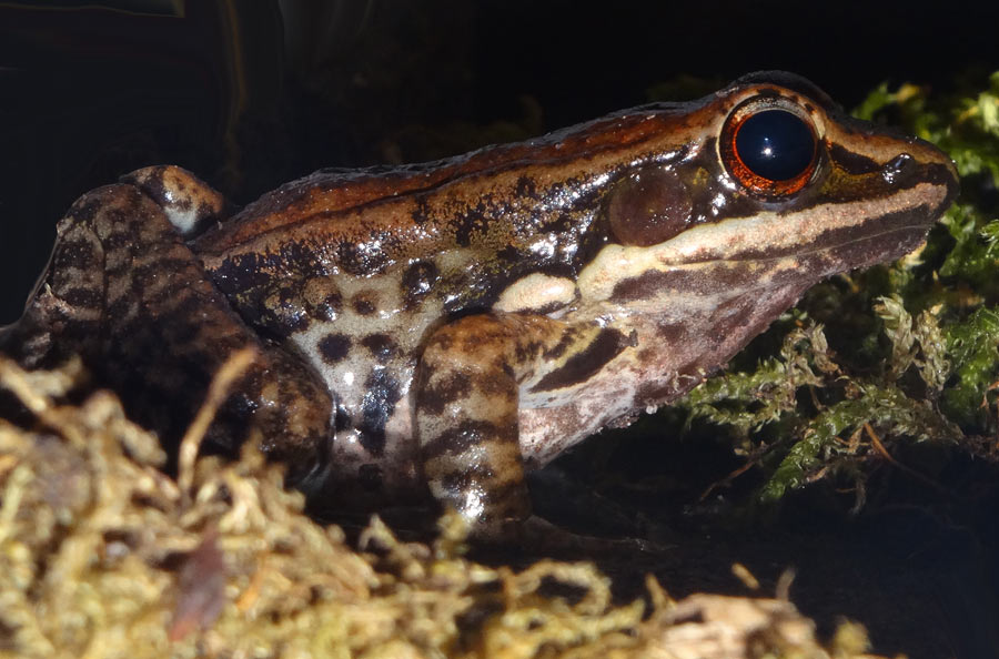 Siamesischer Braunfrosch im Zoologischen Garten Wuppertal im Februar 2016