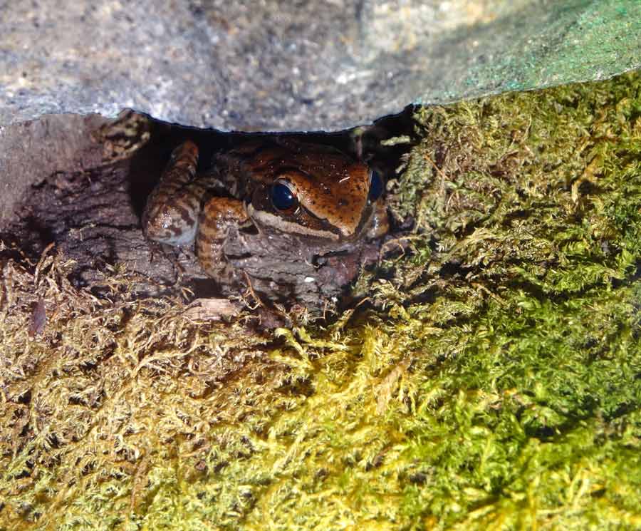 Siamesischer Braunfrosch im Zoo Wuppertal im Februar 2016