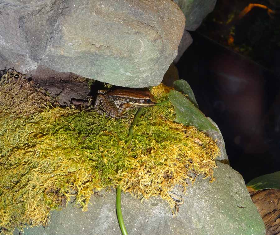 Siamesischer Braunfrosch im Zoologischen Garten Wuppertal im Februar 2016