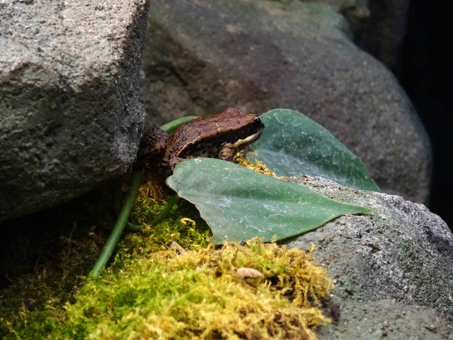 Siamesischer Braunfrosch im Wuppertaler Zoo im Februar 2016