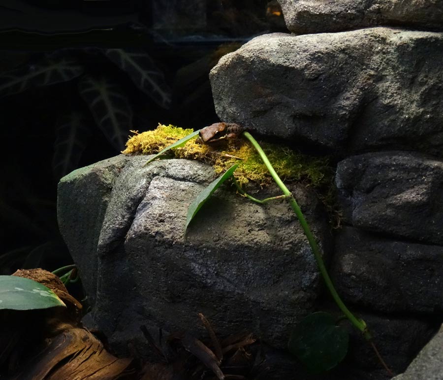 Siamesischer Braunfrosch im Grünen Zoo Wuppertal im Februar 2016