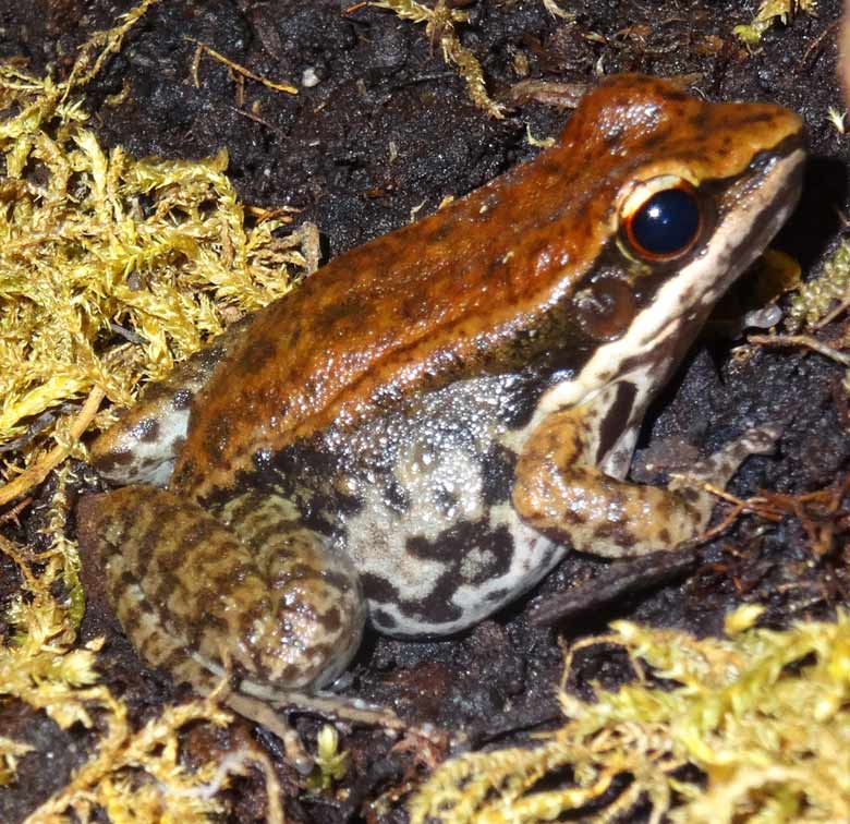 Siamesischer Braunfrosch im Grünen Zoo Wuppertal im November 2016