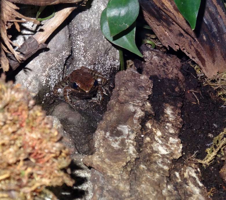 Siamesischer Braunfrosch im Wuppertaler Zoo im November 2016