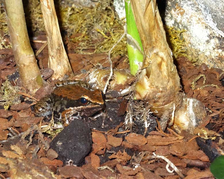 Siamesischer Braunfrosch im Wuppertaler Zoo im Dezember 2016