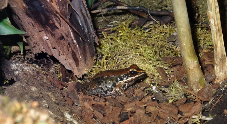 Siamesischer Braunfrosch im Zoo Wuppertal im Dezember 2016