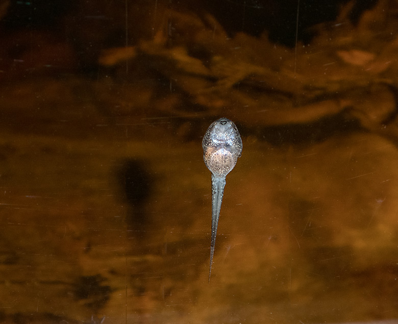 Kaulquappe des Siamesischen Braunfrosch am 2. Dezember 2017 im Aquarium im Wuppertaler Zoo