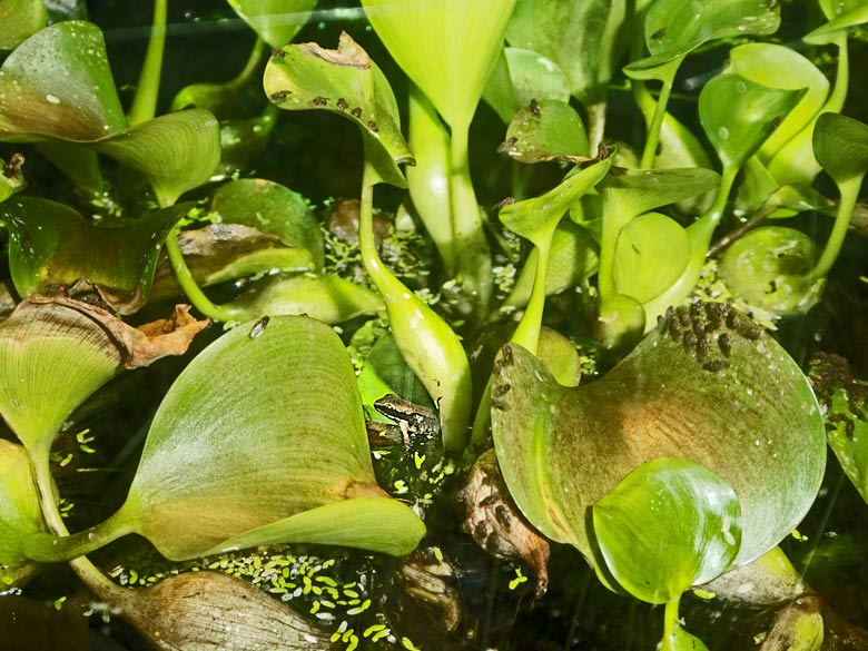 Siamesischer Braunfrosch am 2. Dezember 2017 im Aquarium im Grünen Zoo Wuppertal