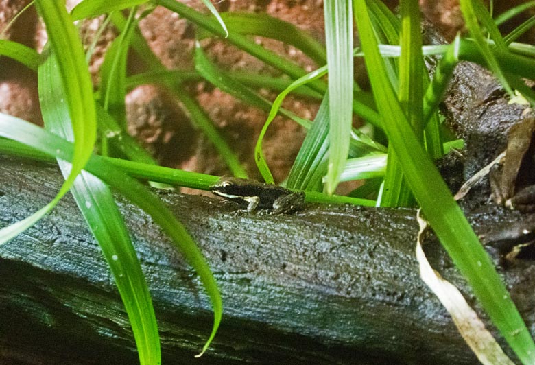 Siamesischer Braunfrosch am 16. Dezember 2017 im Aquarium im Zoo Wuppertal
