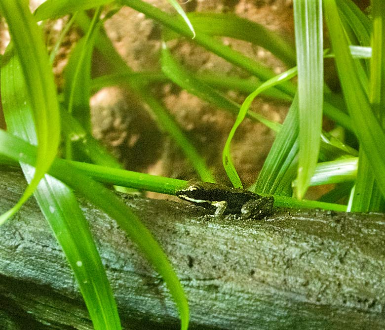 Siamesischer Braunfrosch am 16. Dezember 2017 im Aquarium im Zoologischen Garten der Stadt Wuppertal