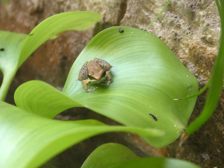 Siamesischer Braunfrosch am 2. Juni 2018 im Aquarium im Grünen Zoo Wuppertal