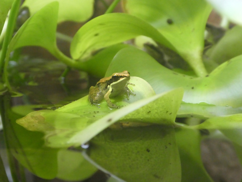 Siamesischer Braunfrosch am 2. Juni 2018 im Aquarium im Wuppertaler Zoo