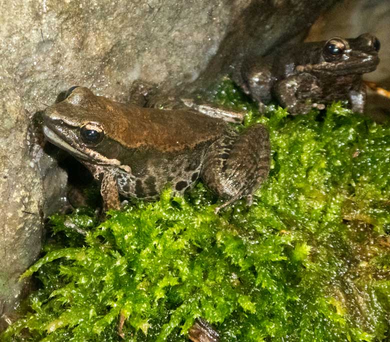 Siamesische Braunfrösche am 3. August 2018 im Terrarium im Grünen Zoo Wuppertal