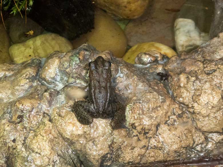 Siamesischer Braunfrosch am 3. August 2018 im Terrarium im Zoologischen Garten Wuppertal