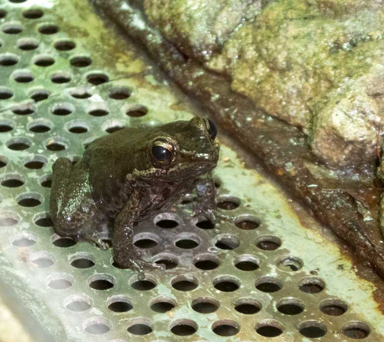 Siamesischer Braunfrosch am 3. August 2018 im Terrarium im Wuppertaler Zoo