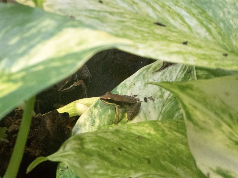 Junger Siamesischer Braunfrosch am 3. August 2018 im Aquarium im Grünen Zoo Wuppertal