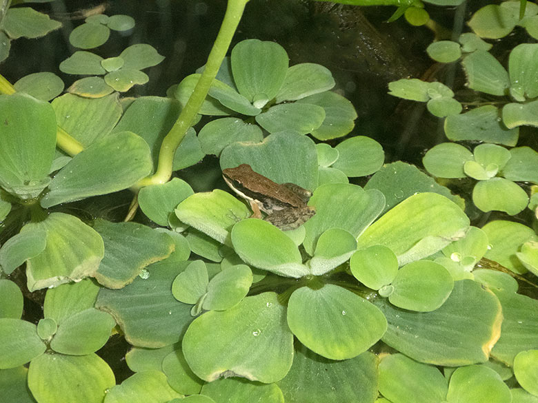 Siamesischer Braunfrosch am 6. Oktober 2018 im Terrarium im Wuppertaler Zoo